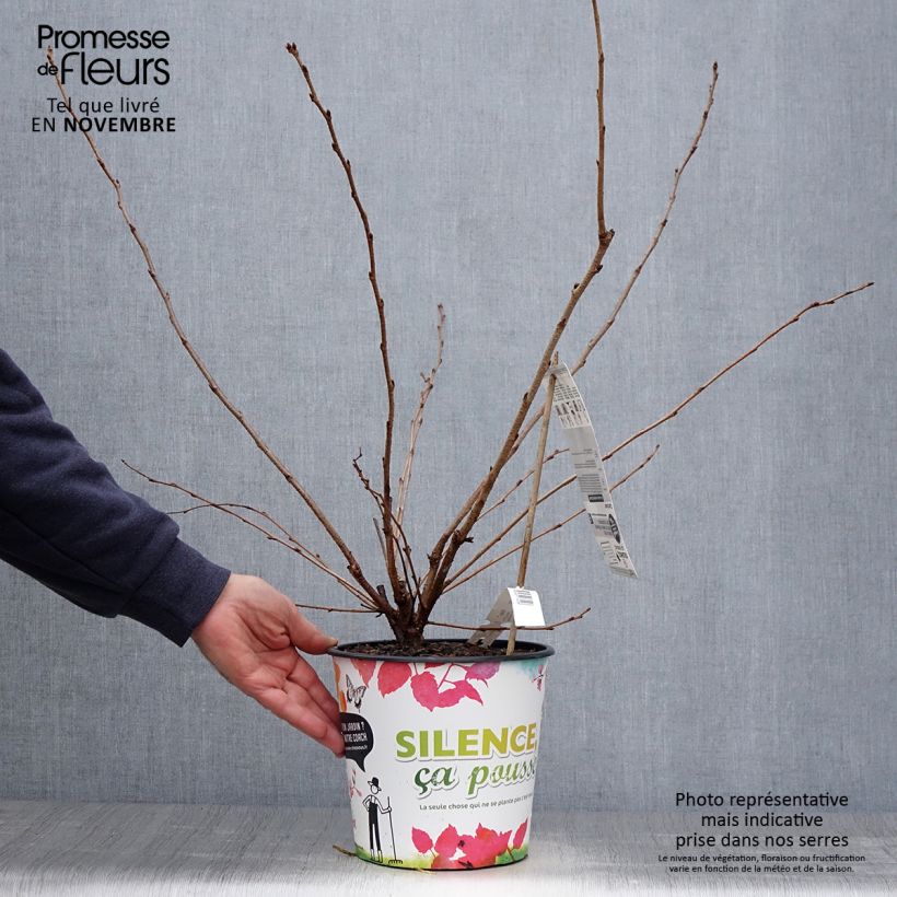 Example of Cerisier du Japon - Prunus Accolade Pot de 4L/5L as you get in automne