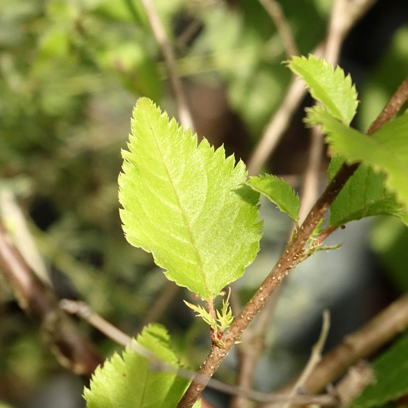 Cerisier à fleurs - Prunus Hally Jolivette (Foliage)