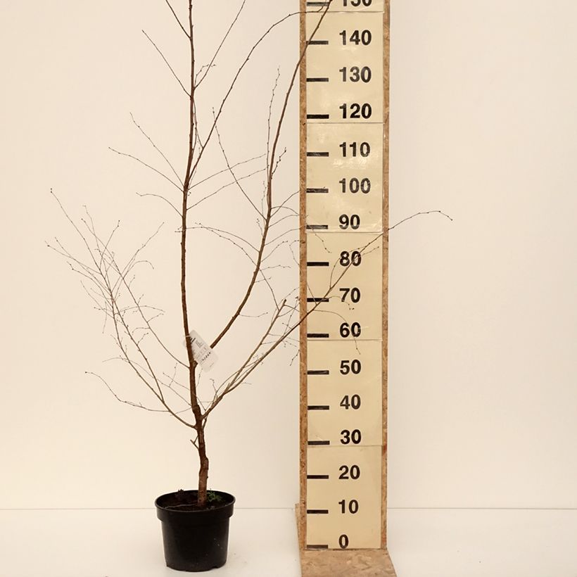 Example of Cerisier à fleurs - Prunus Hally Jolivette Pot de 4L/5L as you get in hiver