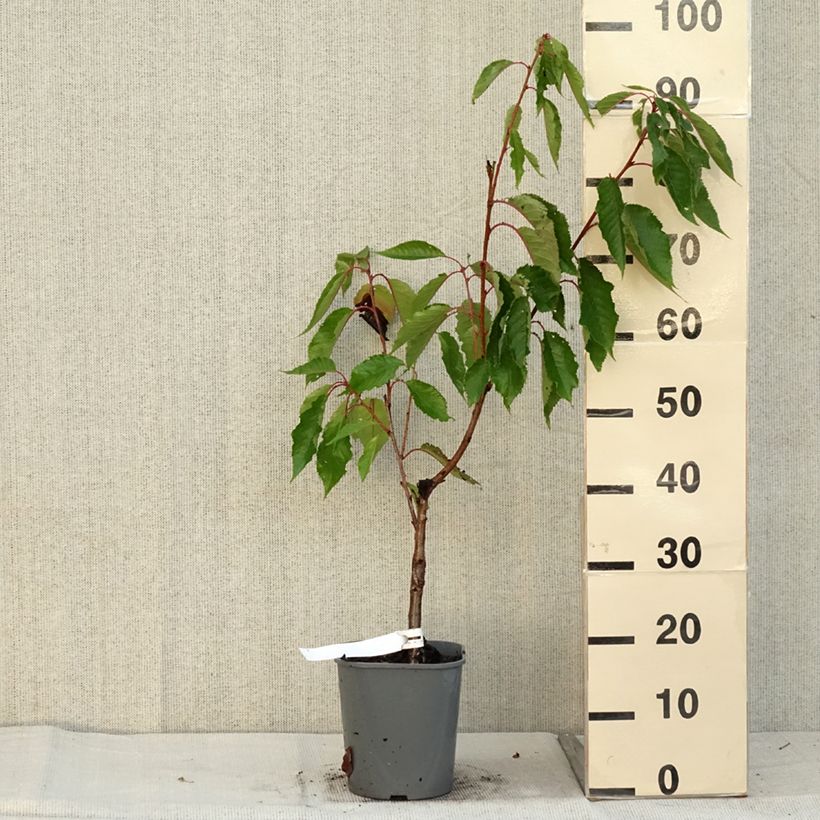 Example of Cerisier à fleurs - Prunus serrulata Pink Perfection Pot de 4L/5L as you get in automne