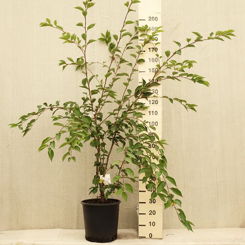 Example of Cerisier du Japon - Prunus Accolade Pot de 18L/20L, Demi-Tige as you get in ete