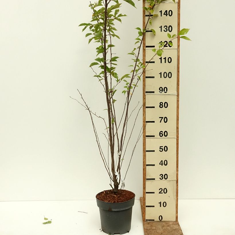 Example of Cerisier du Japon - Prunus Accolade Pot de 7,5L/10L as you get in ete