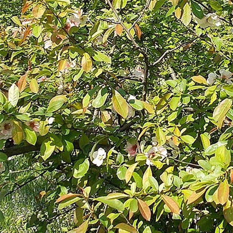 Cognassier du Japon Falconnet Charlet - Chaenomeles speciosa (Foliage)