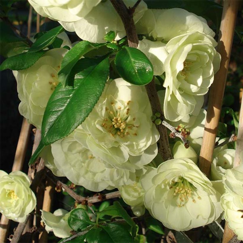 Cognassier du Japon Kinshiden - Chaenomeles speciosa (Flowering)