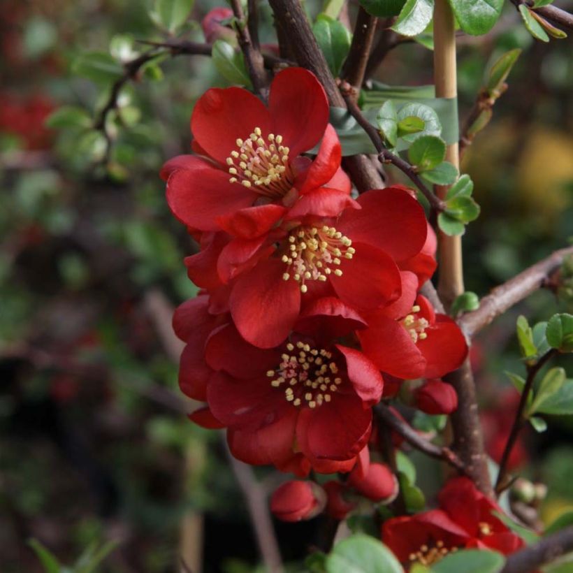 Cognassier du Japon - Chaenomeles x superba Elly Mossel (Flowering)