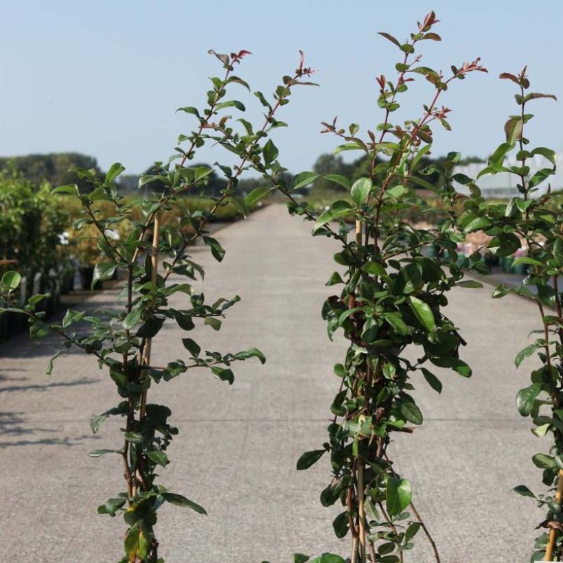 Cognassier du Japon - Chaenomeles x superba Elly Mossel (Foliage)