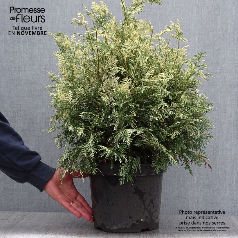 Example of Chamaecyparis lawsoniana Pearly Swirls - Cyprès de Lawson Pot de 7,5L/10L as you get in automne