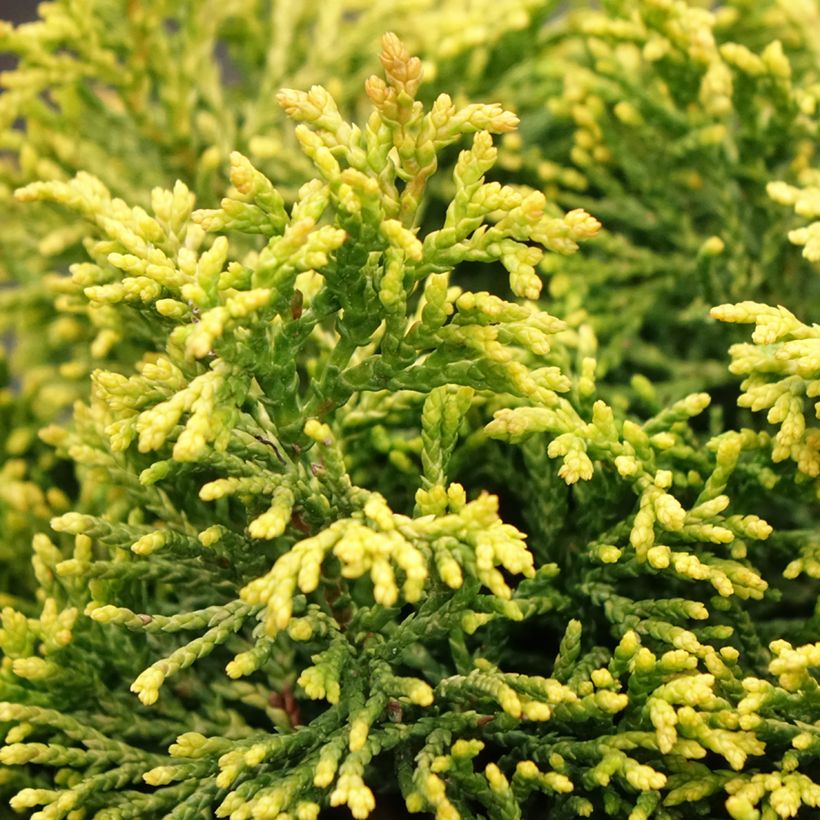 Chamaecyparis obtusa Butterball - Cyprès hinoki du Japon (Foliage)