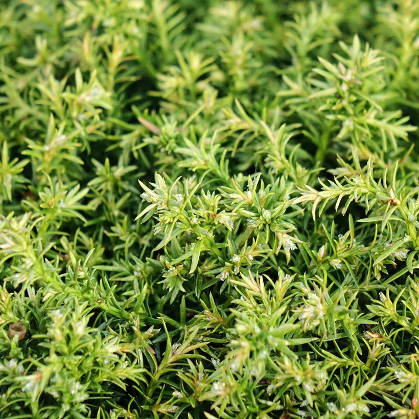 Chamaecyparis pisifera Cumulus - Cyprès Sawara (Foliage)