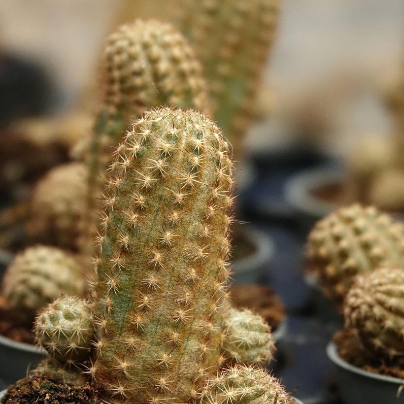 Chamaelobivia Paolinae (Foliage)