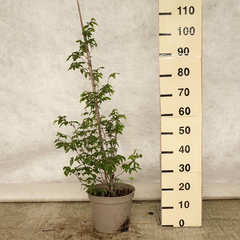 Example of Charme houblon - Ostrya carpinifolia Pot de 7,5L/10L as you get in ete