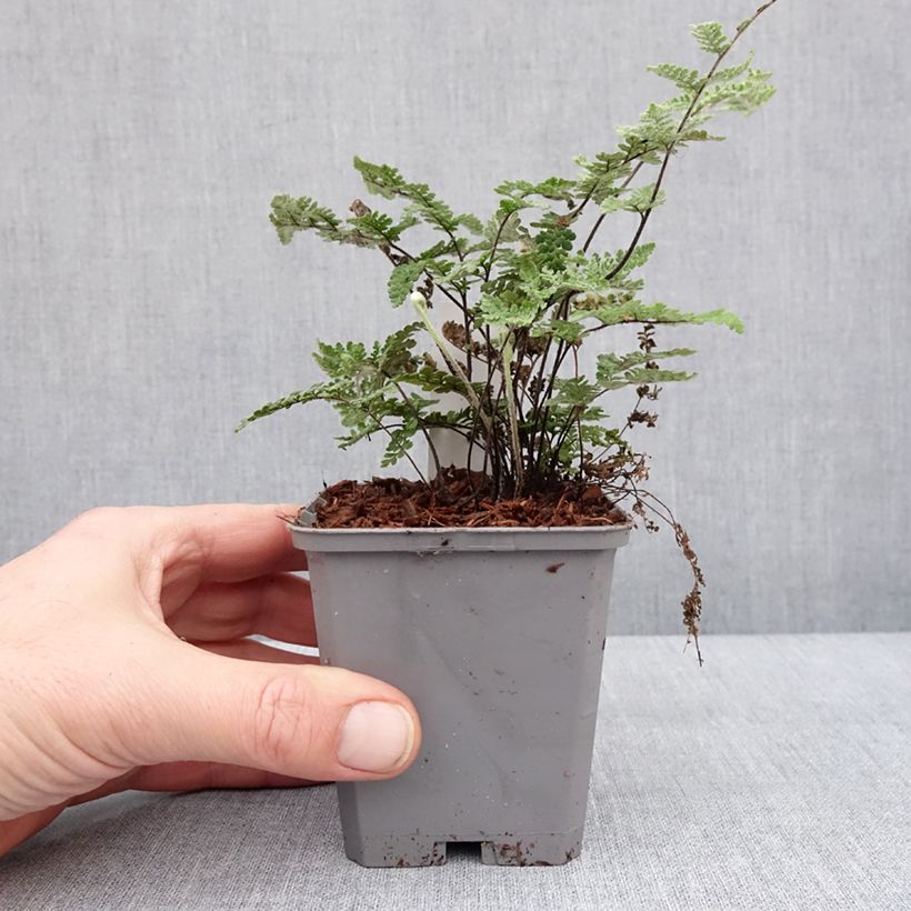 Example of Cheilanthes lanosa Cimbra - Fougère Godet de 8/9 cm as you get in hiver