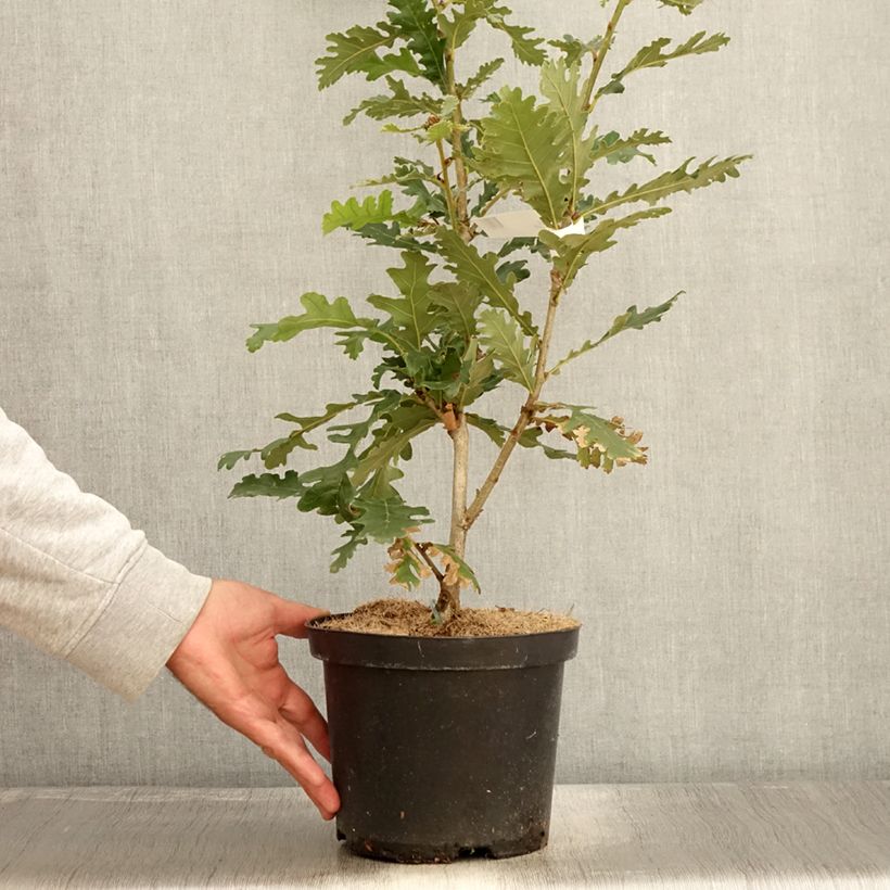 Example of Chêne de Hongrie - Quercus frainetto Pot de 4L/5L as you get in automne