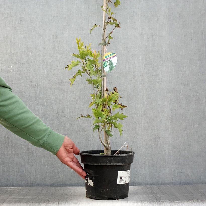 Example of Chêne des marais - Quercus palustris Green Pillar Pot de 4L/5L as you get in ete