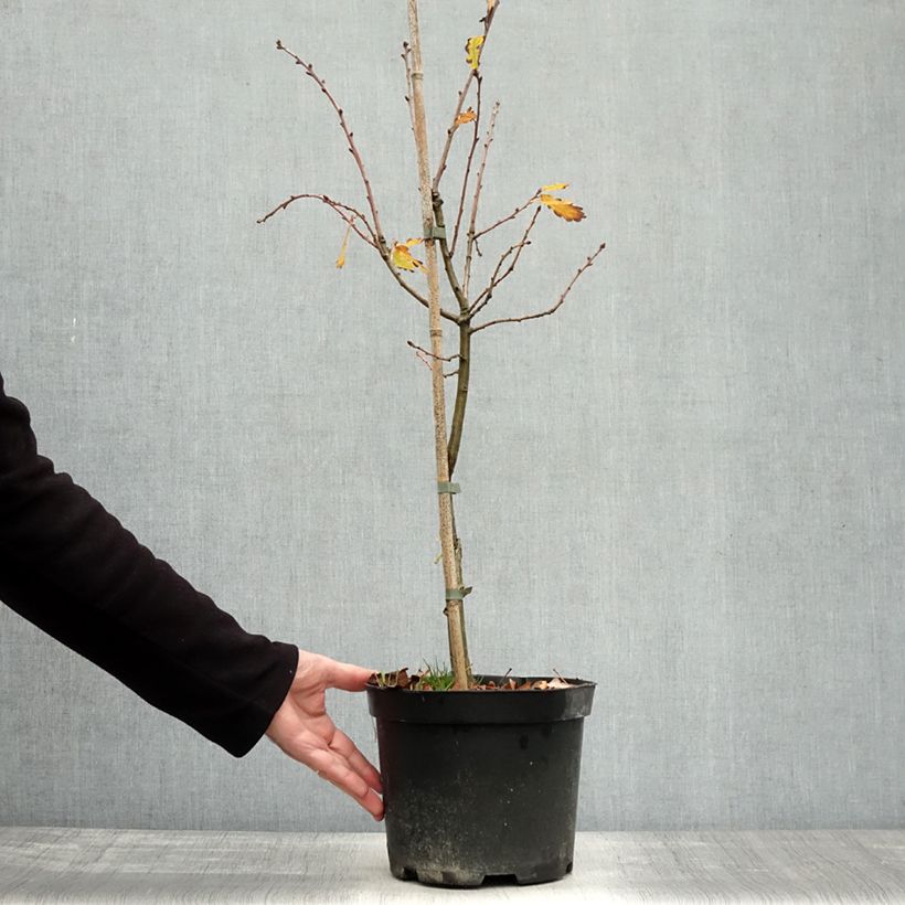 Example of Chêne pédonculé - Quercus robur Variegata Pot de 4L/5L as you get in automne