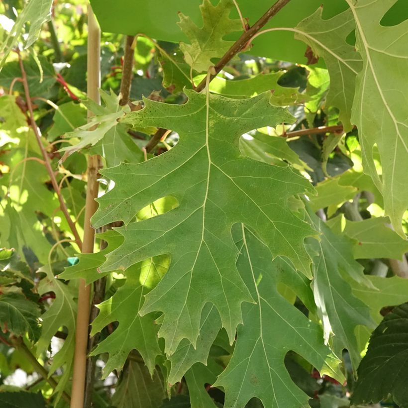 Chêne rouge d'Amérique – Quercus rubra Boltes Gold (Foliage)