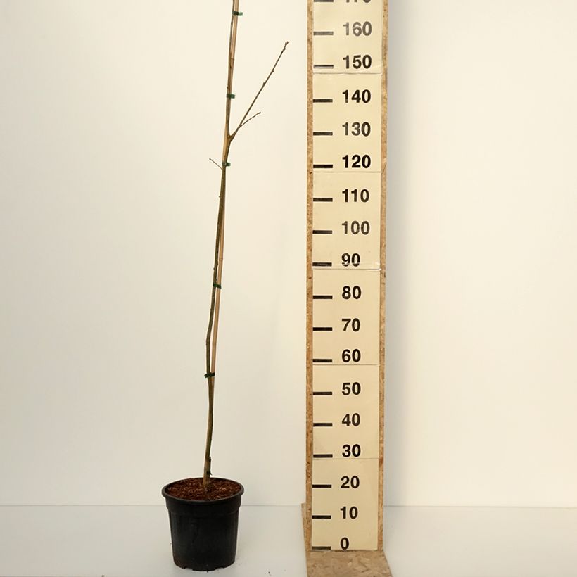 Example of Chêne rouge d'Amérique – Quercus rubra Boltes Gold Pot de 7,5L/10L as you get in hiver