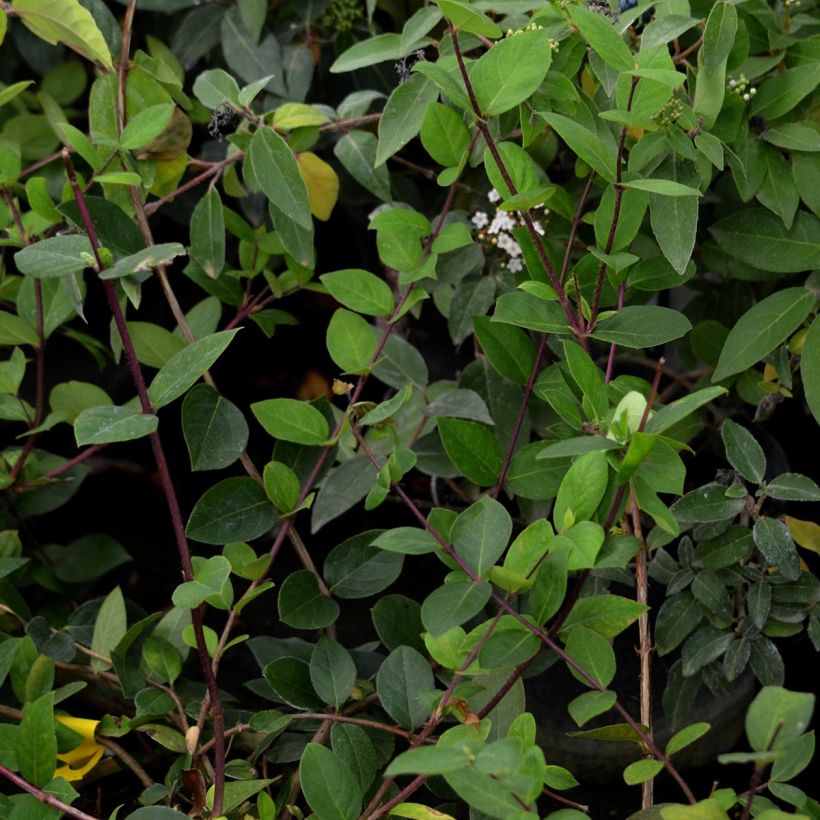 Lonicera fragrantissima - Chèvrefeuille d'hiver (Foliage)