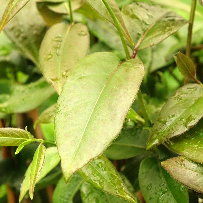 Chèvrefeuille de Henry - Lonicera henryi Copper Beauty (Foliage)