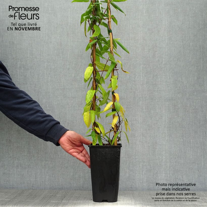 Example of Chèvrefeuille de Henry - Lonicera henryi Pot de 2L/3L as you get in automne