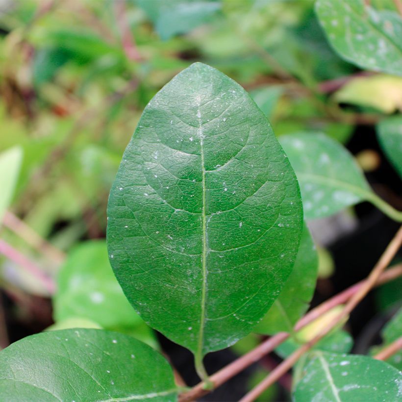 Chèvrefeuille des bois - Lonicera periclymenum Serotina (Foliage)