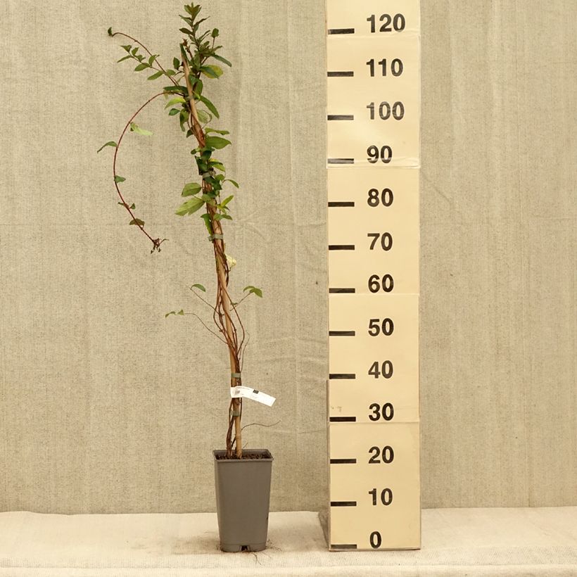 Example of Chèvrefeuille du Japon - Lonicera japonica Dart's World Pot de 3L/4L as you get in automne