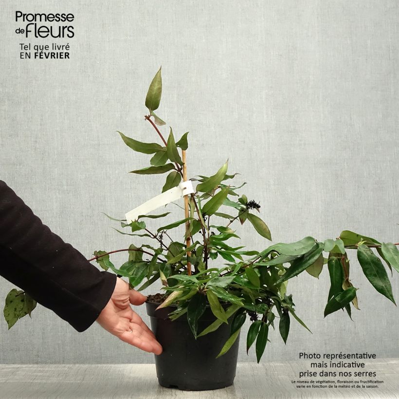 Example of Chèvrefeuille hybride - Lonicera Marinella Pot de 4L/5L as you get in hiver