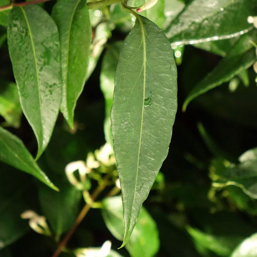 Chèvrefeuille hybride - Lonicera Marinella (Foliage)