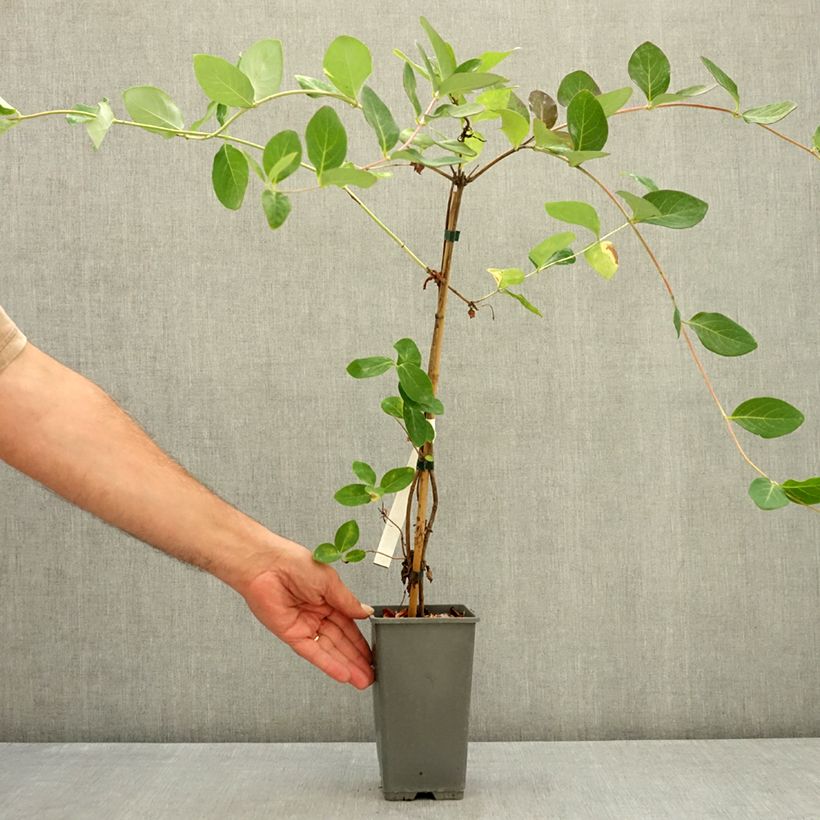 Example of Chèvrefeuille - Lonicera Mandarin® Pot de 1,5L/2L as you get in ete