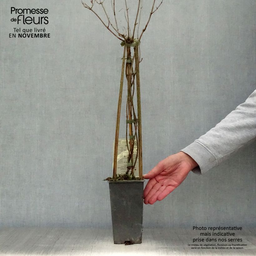 Example of Chèvrefeuille - Lonicera periclymenum Belgica Pot de 1,5L/2L as you get in automne