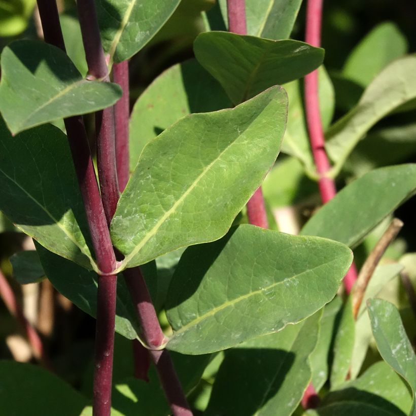 Chèvrefeuille - Lonicera periclymenum Belgica (Foliage)