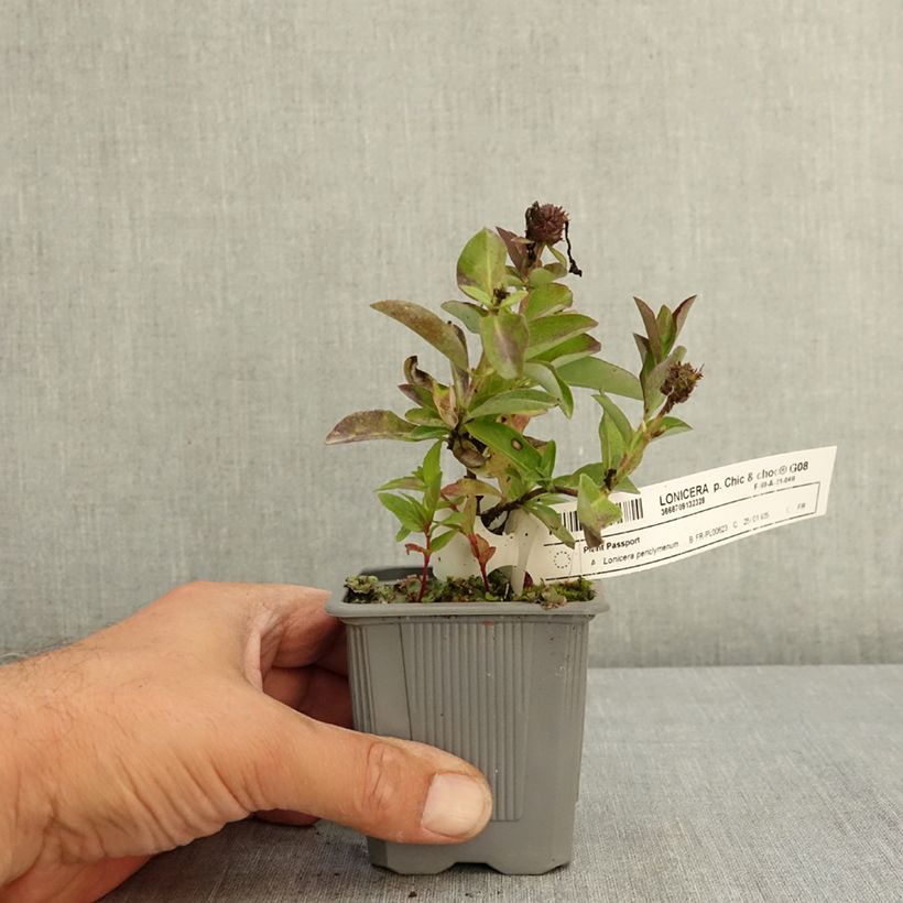 Example of Chèvrefeuille nain - Lonicera periclymenum Chic et Choc Godet de 8/9 cm as you get in ete