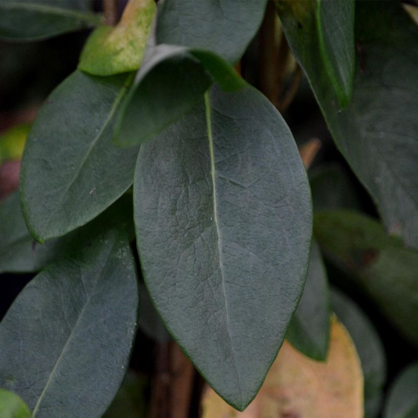 Chèvrefeuille Scentsation - Lonicera periclymenum (Foliage)