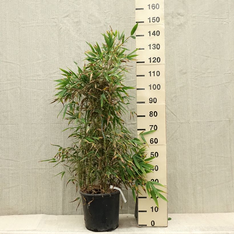 Example of Chimonobambusa tumidissinoda Macrophylla - Bambou moyen Pot de 12L/15L as you get in ete