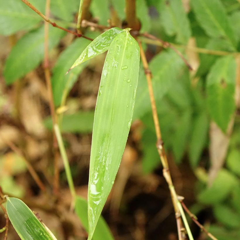Chimonobambusa tumidissinoda Macrophylla - Bambou moyen (Foliage)
