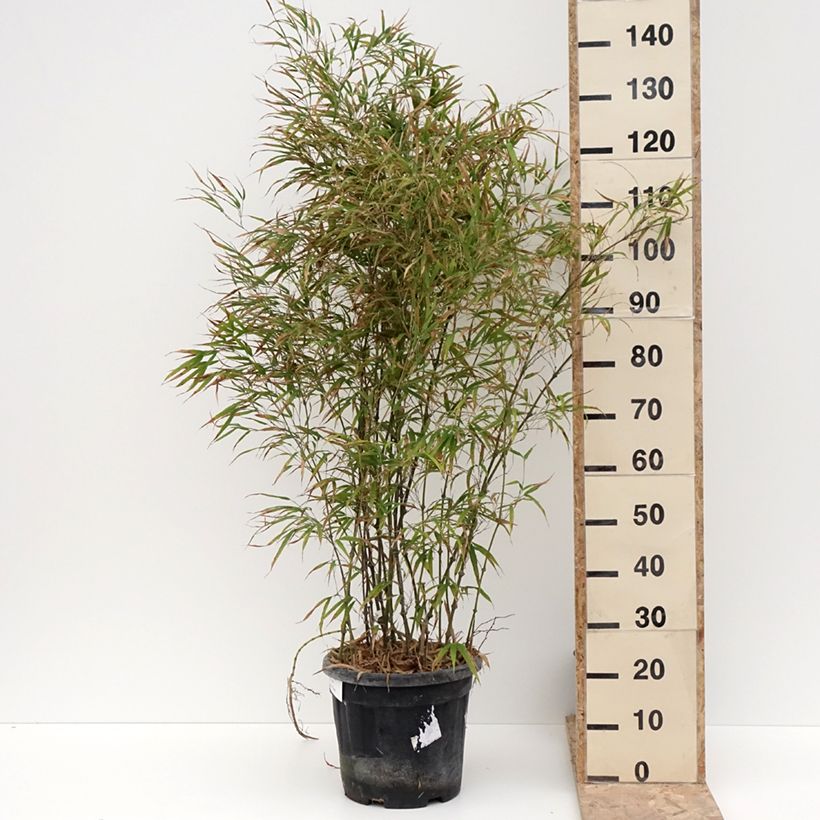 Example of Chimonobambusa tumidissinoda Microphylla - Bambou moyen Pot de 12L/15L as you get in hiver