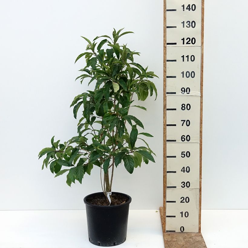Example of Chionanthus virginicus - Arbre de neige Pot de 12L/15L as you get in ete