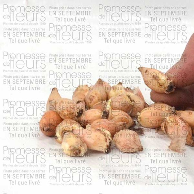 Example of Chionodoxa luciliae Alba Bulbe size 5+ as you get