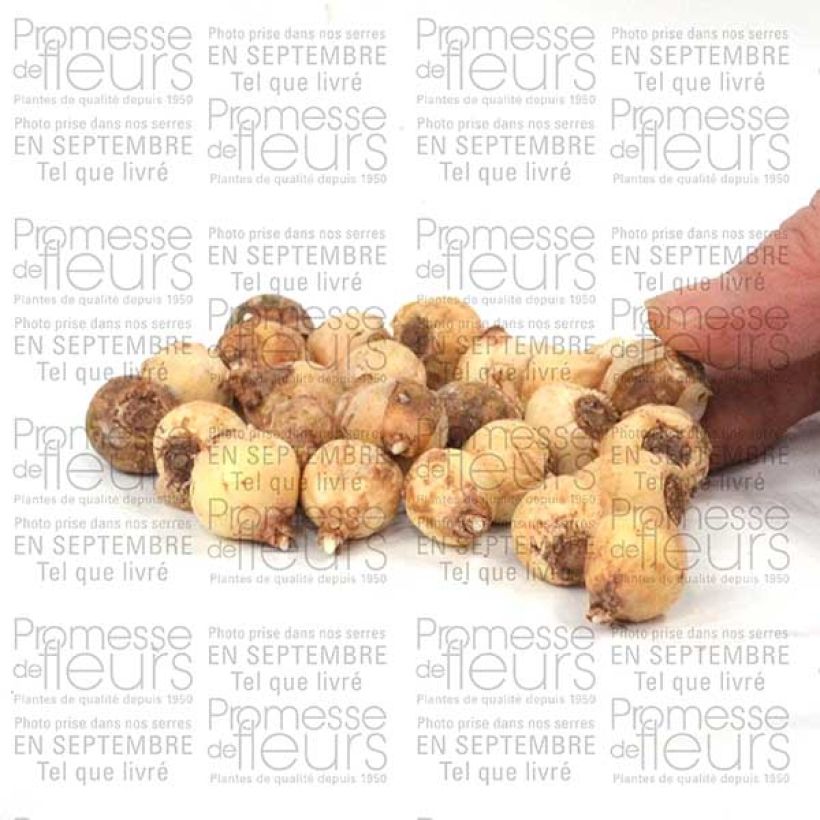 Example of Chionodoxa sardensis - Gloire des neiges Bulbe size 5+ as you get