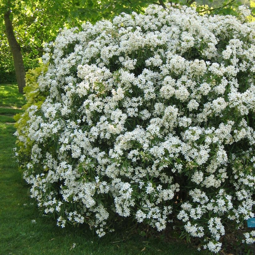 Choisya Aztec Pearl - Oranger du Mexique (Plant habit)