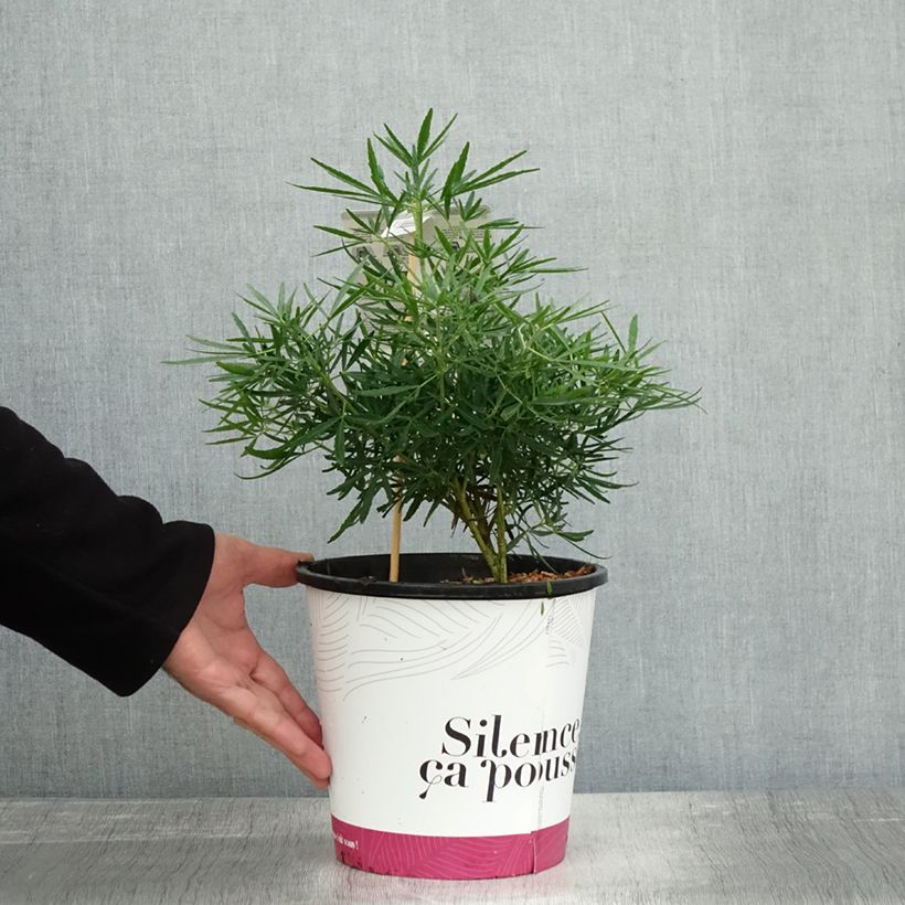 Example of Choisya Little Bee - Oranger du Mexique Pot de 3L/4L as you get in automne