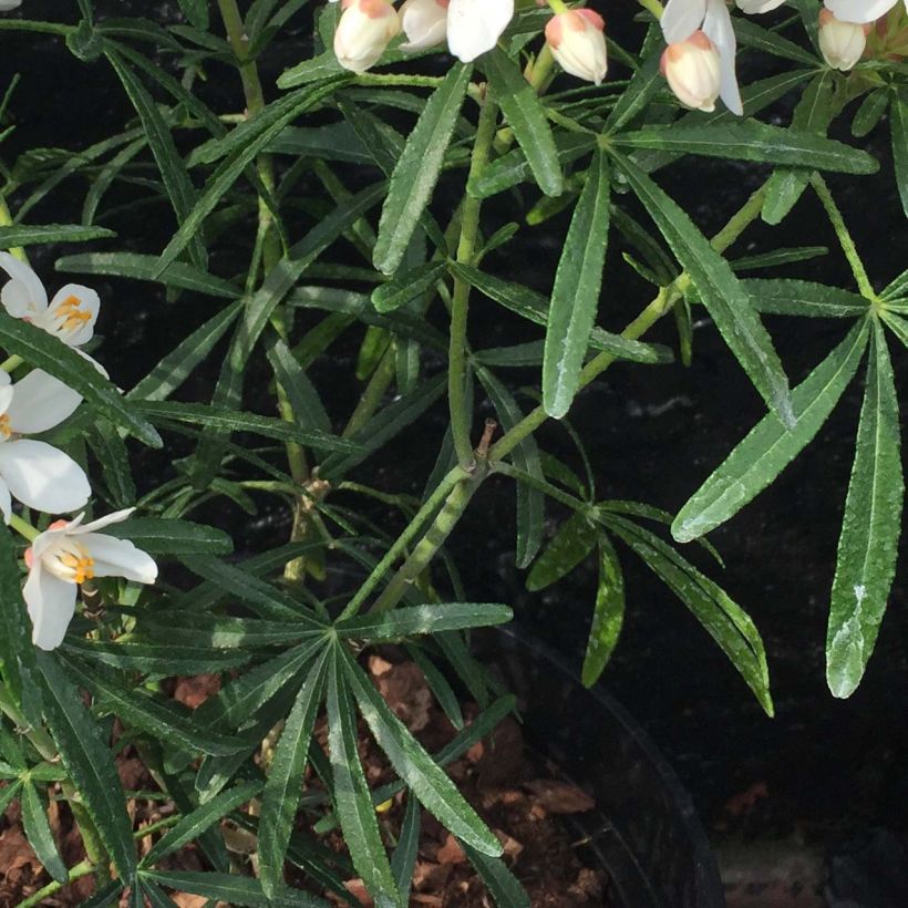 Choisya Scented Gem - Oranger du Mexique (Foliage)