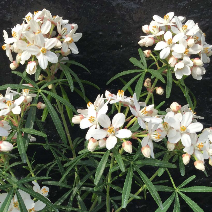 Choisya Scented Gem - Oranger du Mexique (Flowering)