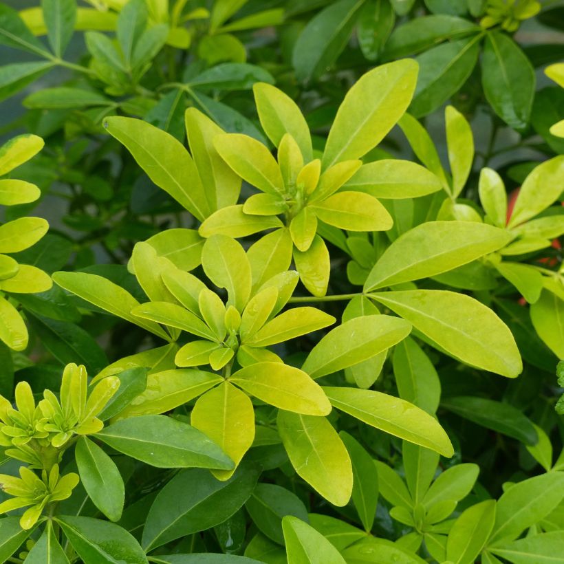Choisya ternata Sundance - Oranger du Mexique (Foliage)