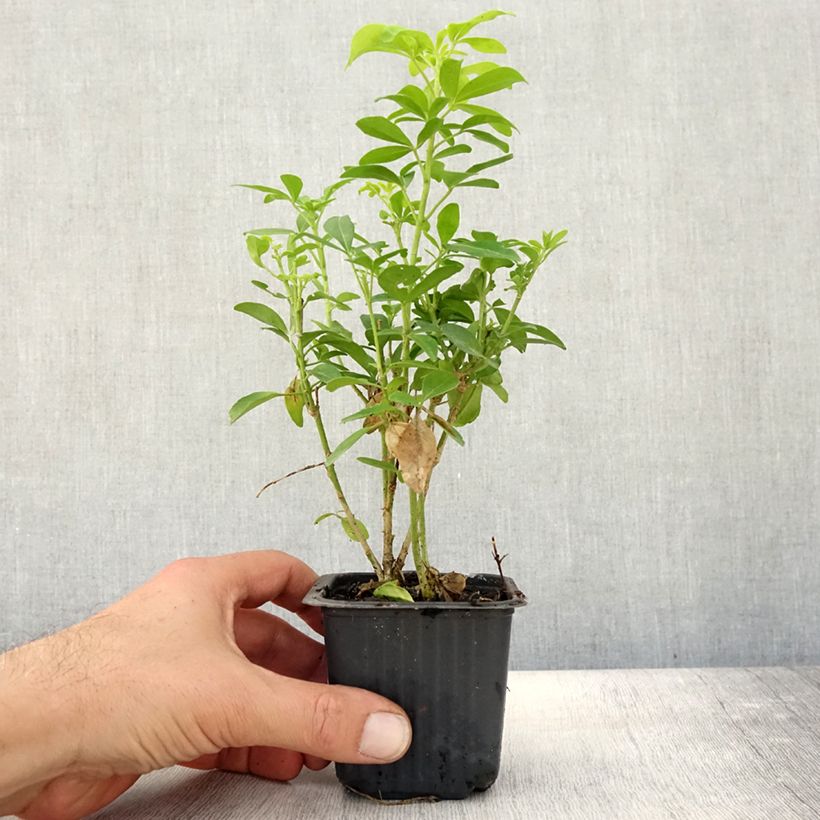 Example of Choisya ternata Sundance - Oranger du Mexique Godet de 8/9 cm as you get in automne