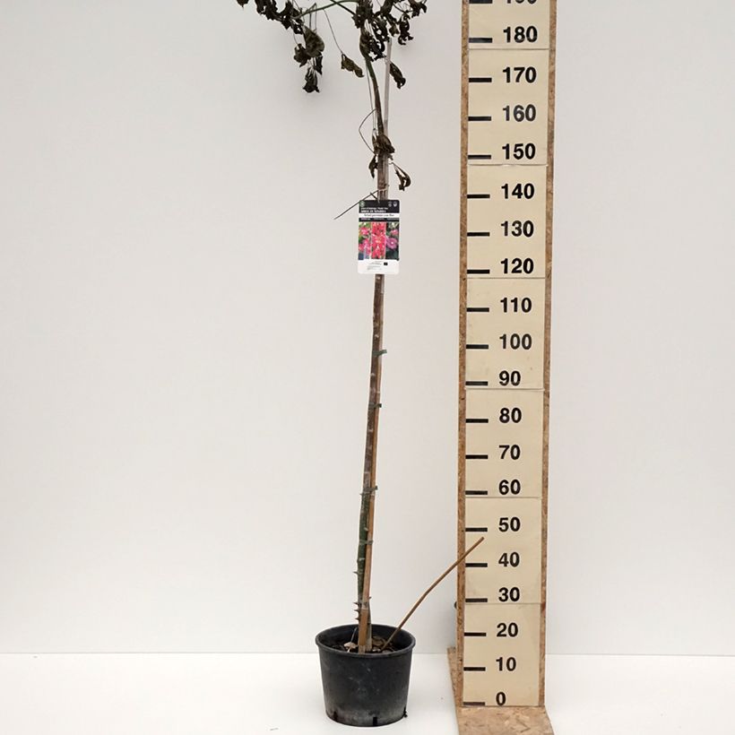 Example of Chorisia ou Ceiba speciosa - Faux Kapokier, Arbre bouteille Pot de 7,5L/10L as you get in hiver
