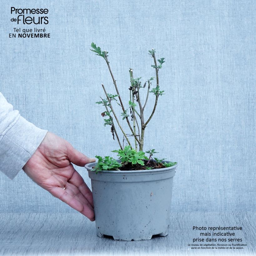 Example of Chrysanthème des jardins Bienchen - Chrysanthemum indicum Pot de 2L/3L as you get in automne