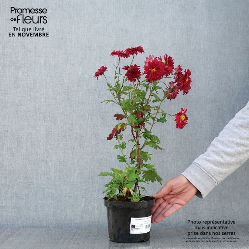 Example of Chrysanthème des jardins Cedie Mason - Chrysanthemum (x) indicum Pot de 2L/3L as you get in automne