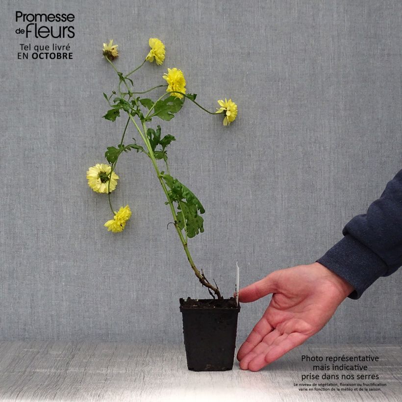 Example of Chrysanthème des jardins Citronella - Chrysanthemum indicum Godet de 8/9 cm as you get in automne