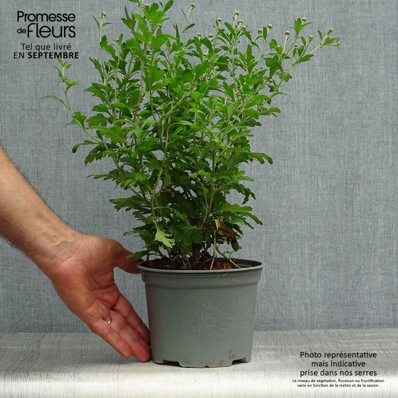Example of Chrysanthème des jardins Hebe - Chrysanthemum koreanum Pot de 2L/3L as you get in automne